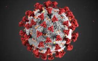 Immagine: coronavirus